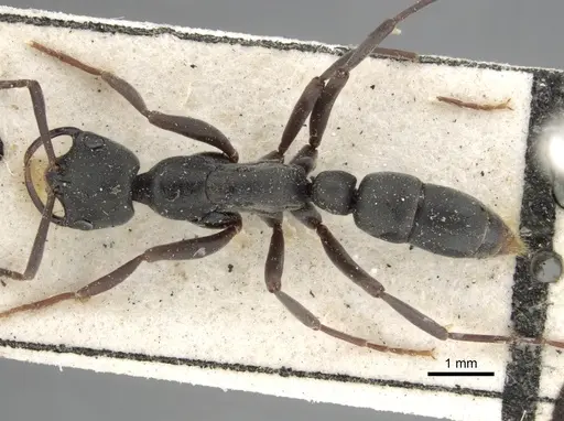 Leptogenys falcigera specimen CASENT0102272 image casent0102272_1