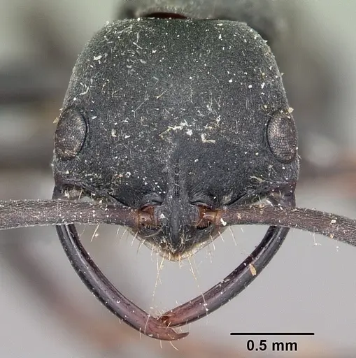 Leptogenys falcigera specimen CASENT0104059 image casent0104059_3