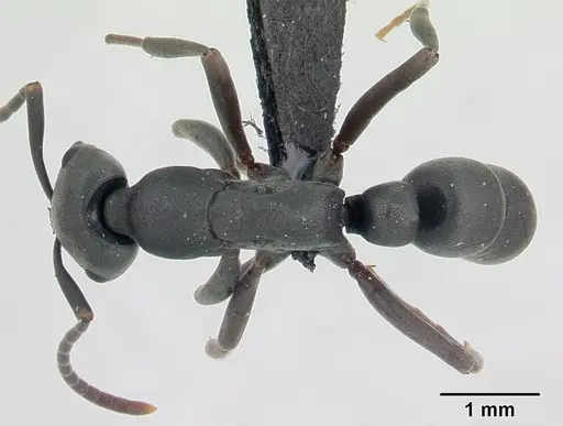 Leptogenys falcigera specimen CASENT0132806 image casent0132806_1