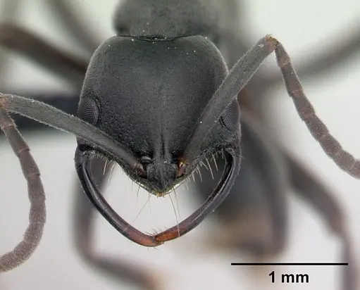 Leptogenys falcigera specimen CASENT0132806 image casent0132806_2