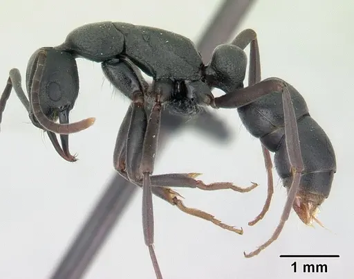 Leptogenys falcigera specimen CASENT0132806 image casent0132806_3