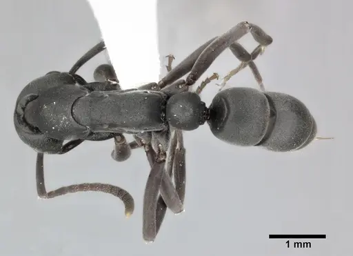 Leptogenys falcigera specimen CASENT0246697 image casent0246697_1