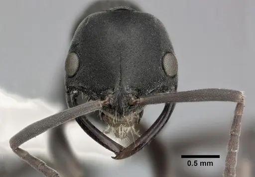 Leptogenys falcigera specimen CASENT0246697 image casent0246697_2