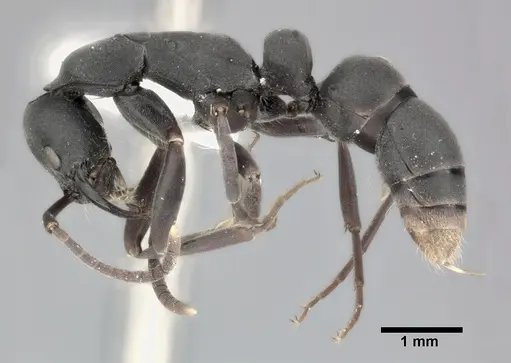 Leptogenys falcigera specimen CASENT0246697 image casent0246697_3