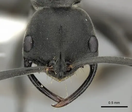 Leptogenys falcigera specimen CASENT0270553 image casent0270553_2