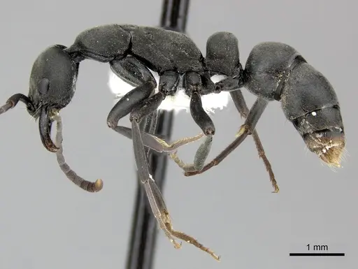 Leptogenys falcigera specimen CASENT0270553 image casent0270553_3