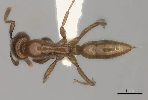 Leptogenys fallax specimen CASENT0217527 image casent0217527_1