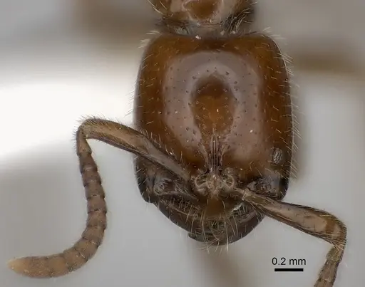 Leptogenys fallax specimen CASENT0217527 image casent0217527_2