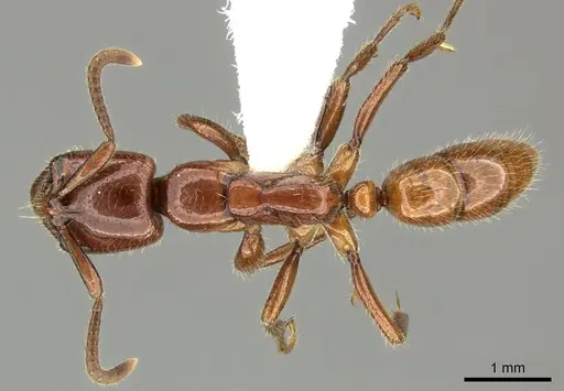 Leptogenys fallax specimen CASENT0270552 image casent0270552_1