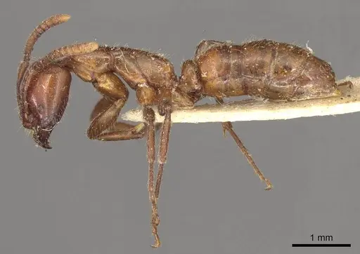 Leptogenys fallax specimen CASENT0915877 image casent0915877_3