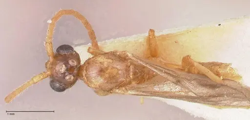 Leptogenys fallax specimen FOCOL0915 image focol0915_1