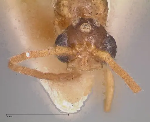 Leptogenys fallax specimen FOCOL0915 image focol0915_2