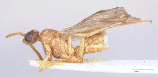 Leptogenys fallax specimen FOCOL0915 image focol0915_3