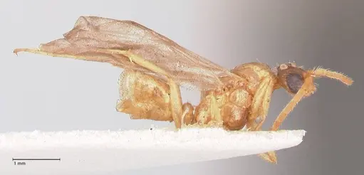 Leptogenys fallax specimen FOCOL0915 image focol0915_4