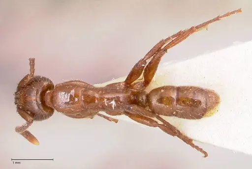 Leptogenys fallax specimen FOCOL0916 image focol0916_1
