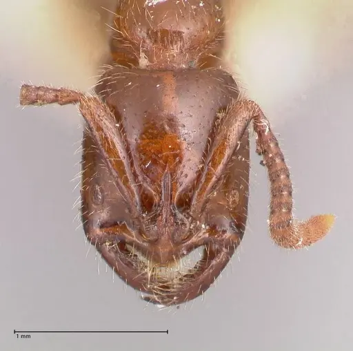 Leptogenys fallax specimen FOCOL0916 image focol0916_2