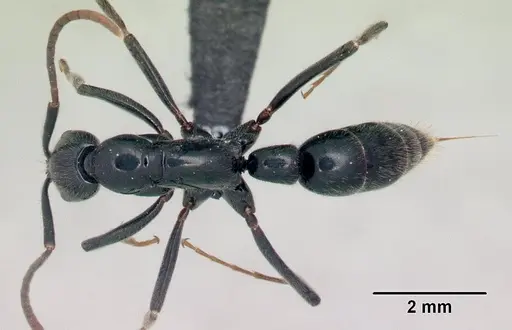 Leptogenys fasika specimen CASENT0141839 image casent0141839_1