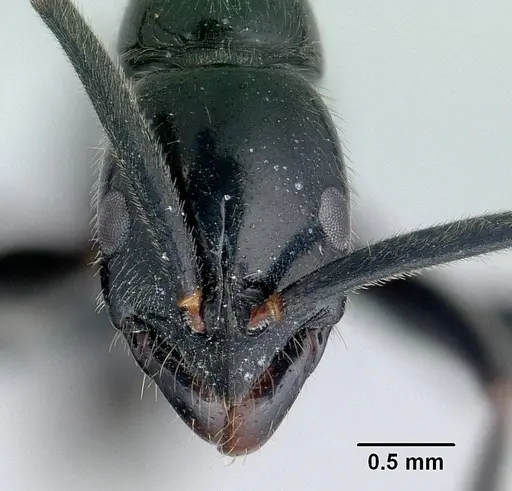 Leptogenys fasika specimen CASENT0141839 image casent0141839_2