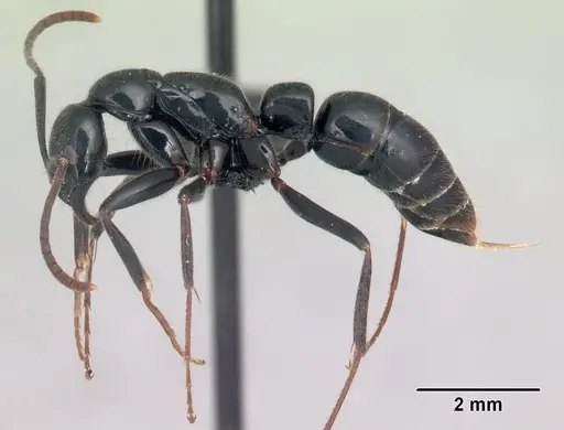 Leptogenys fasika specimen CASENT0141839 image casent0141839_3