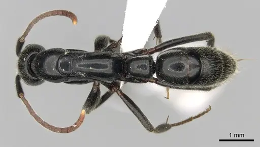 Leptogenys fasika specimen CASENT0416215 image casent0416215_1