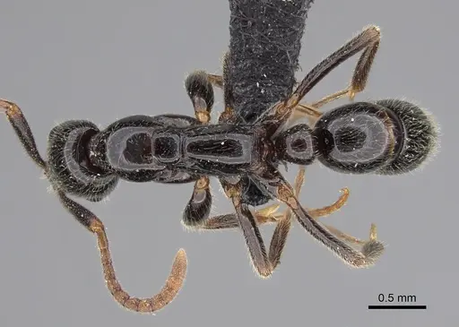 Leptogenys ferrarii specimen CASENT0067051 image casent0067051_1