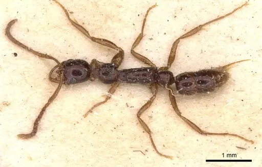 Leptogenys ferrarii specimen CASENT0907341 image casent0907341_1