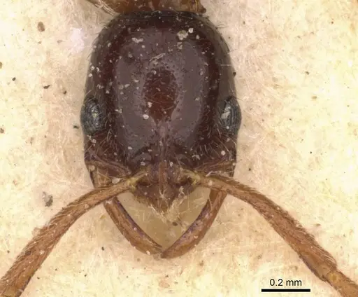 Leptogenys ferrarii specimen CASENT0907341 image casent0907341_2