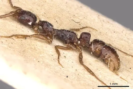Leptogenys ferrarii specimen CASENT0907341 image casent0907341_3