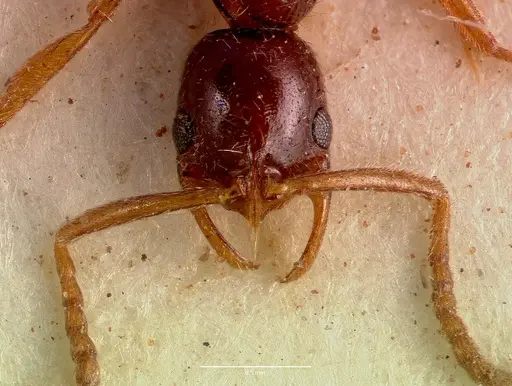 Leptogenys ferrarii specimen SAM-HYM-C002453 image sam-hym-c002453_2