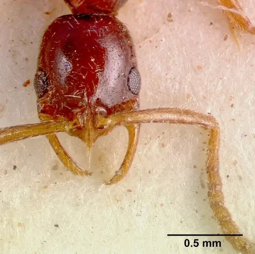 Leptogenys ferrarii specimen SAM-HYM-C002453 image sam-hym-c002453_3