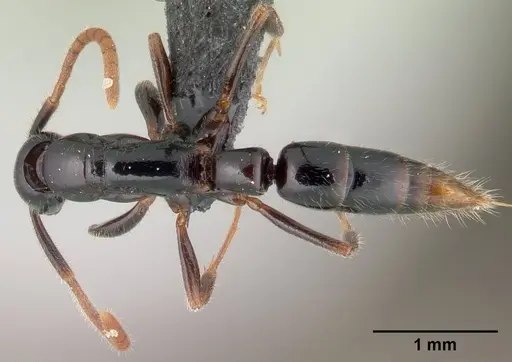 Leptogenys fiandry specimen CASENT0147308 image casent0147308_1
