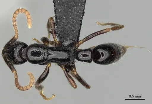 Leptogenys fiandry specimen CASENT0247245 image casent0247245_1