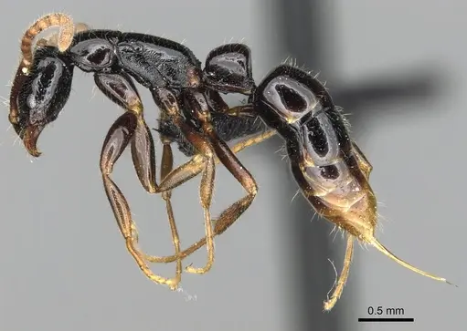 Leptogenys fiandry specimen CASENT0247245 image casent0247245_3
