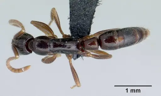 Leptogenys fiandry specimen CASENT0463434 image casent0463434_1