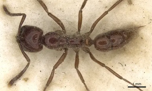 Leptogenys fortior specimen CASENT0281944 image casent0281944_1