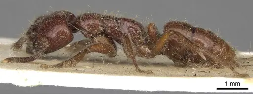 Leptogenys fortior specimen CASENT0281944 image casent0281944_3