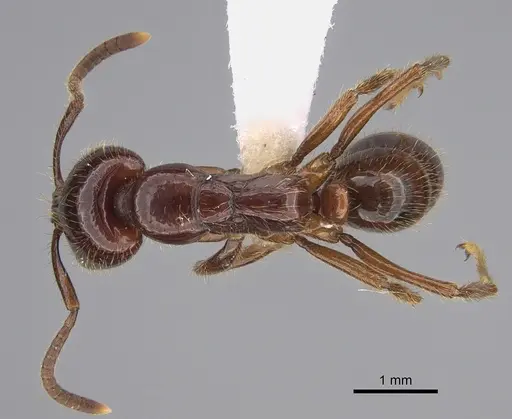 Leptogenys fortior specimen CASENT0887822 image casent0887822_1