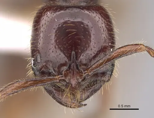 Leptogenys fortior specimen CASENT0887822 image casent0887822_2