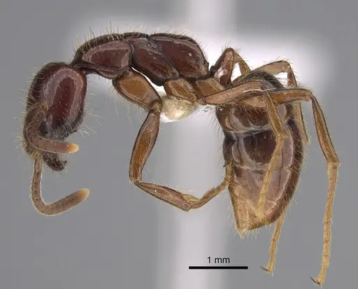 Leptogenys fortior specimen CASENT0887822 image casent0887822_3