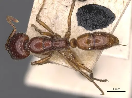 Leptogenys fortior specimen CASENT0907393 image casent0907393_1