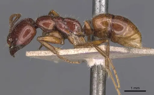 Leptogenys fortior specimen CASENT0907393 image casent0907393_3