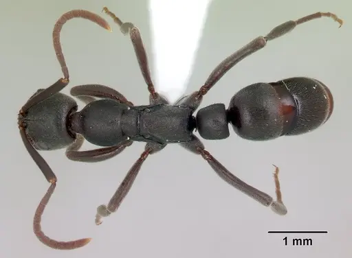 Leptogenys fotsivava specimen CASENT0001423 image casent0001423_1