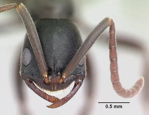 Leptogenys fotsivava specimen CASENT0001423 image casent0001423_2