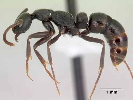 Leptogenys fotsivava specimen CASENT0001423 image casent0001423_3