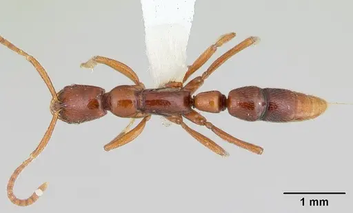 Leptogenys foveonates specimen CASENT0178833 image casent0178833_1