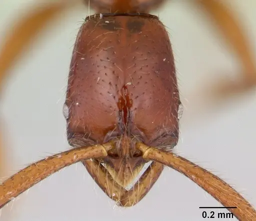 Leptogenys foveonates specimen CASENT0178833 image casent0178833_2