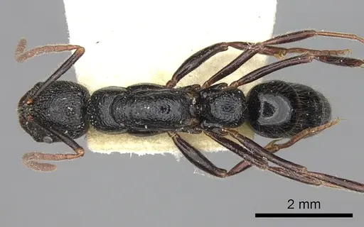 Leptogenys foveopunctata specimen CASENT0260380 image casent0260380_1