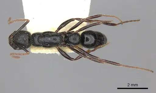 Leptogenys foveopunctata specimen CASENT0260380 image casent0260380_2
