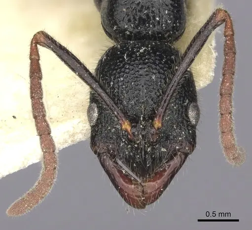 Leptogenys foveopunctata specimen CASENT0260380 image casent0260380_3