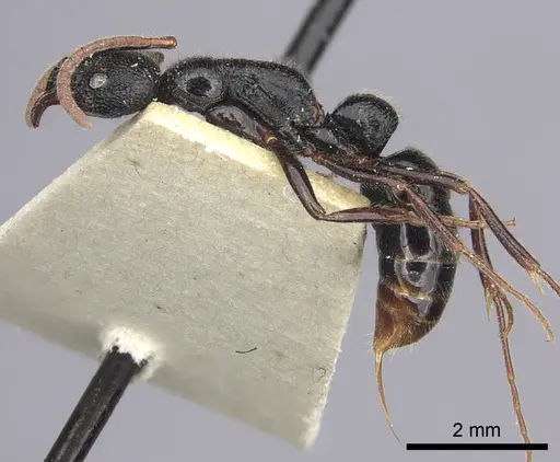 Leptogenys foveopunctata specimen CASENT0260380 image casent0260380_4